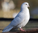 A Doves Love.com